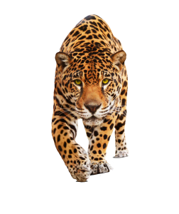 Leopard PNG-14814